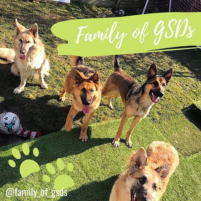 Meet our Dogs... The Family of GSDs!!