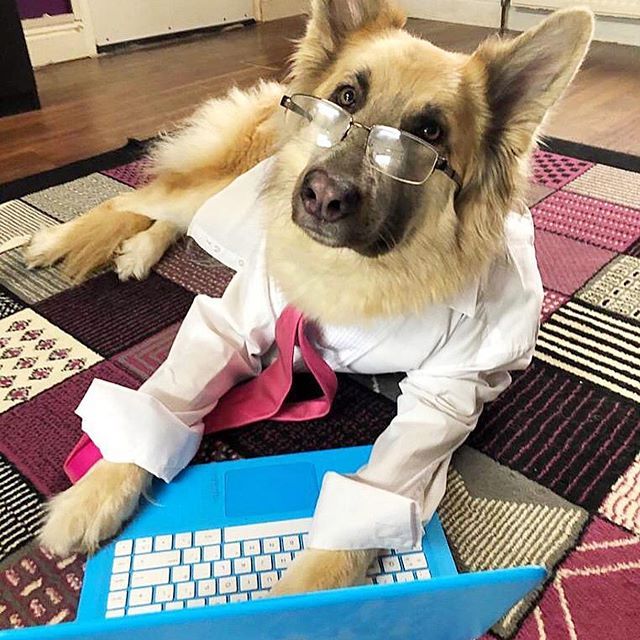 Top 10 Smartest Dog Breeds!